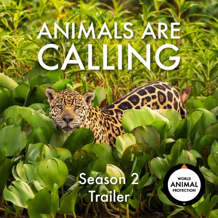 cover art for Animals Are Calling: Season 2 Trailer