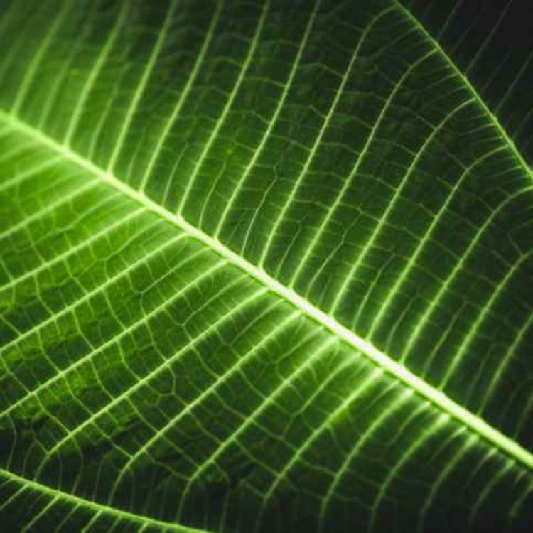 cover art for Digineer Presents: Intentional Networking