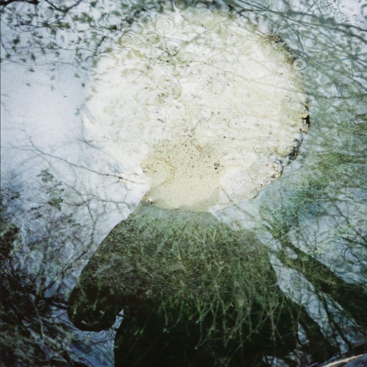 cover art for La bête