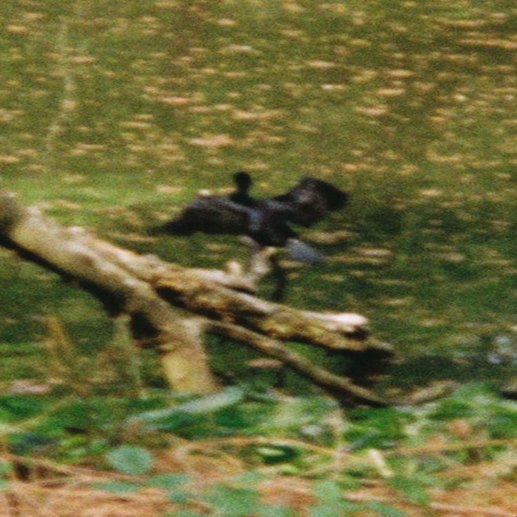 cover art for Bon Voyage