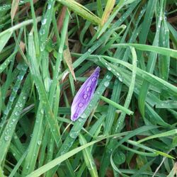 cover art for Utopie Sauvage mix