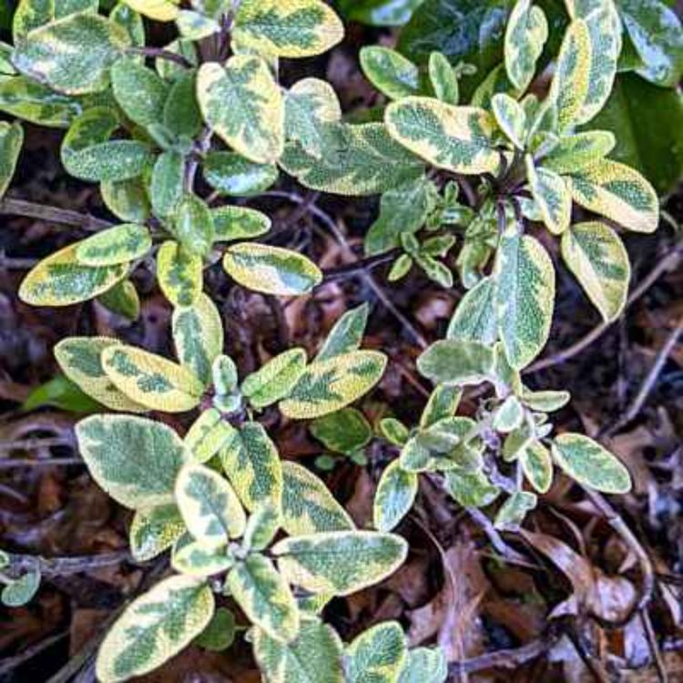 cover art for Plant Herbs! : A Cookalong Podcast Quick Bite