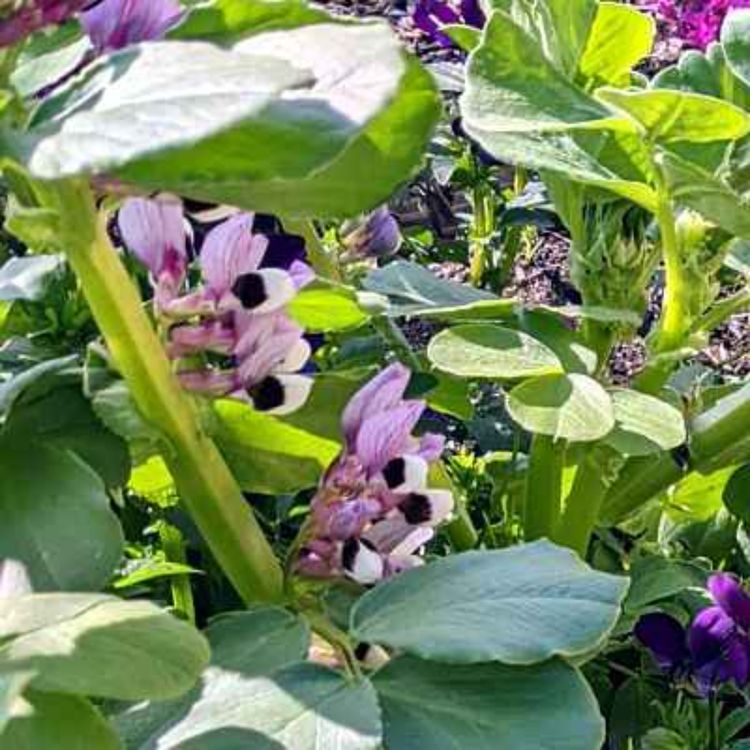 cover art for Hidden Gem: A Fava Bean Story : A Cookalong Podcast Quick Bite