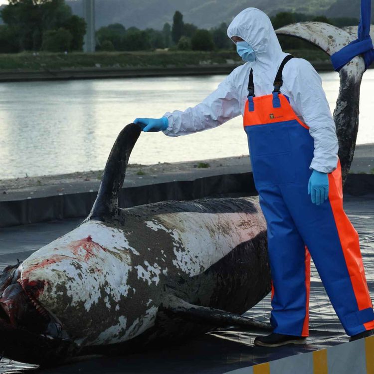 cover art for Orque dans la Seine : une triste fin et beaucoup de questions