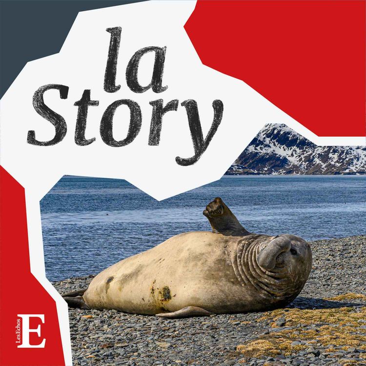 cover art for Biodiversité : dans la tête d'un éléphant de mer austral menacé d'extinction