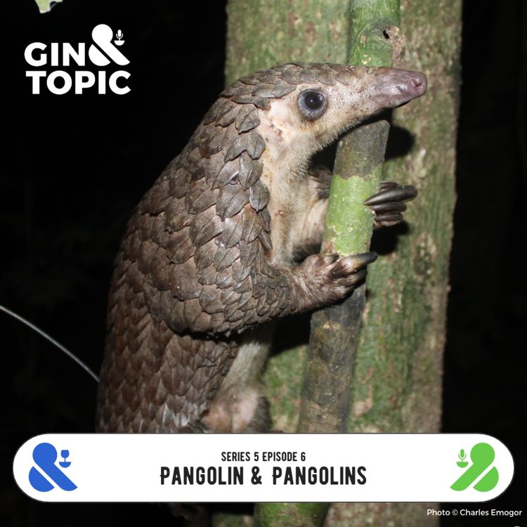 cover art for Pangolin & Pangolins