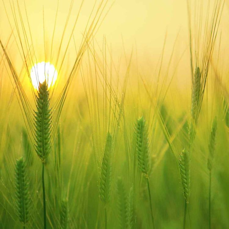 cover art for KSLA-podden 13: Future Food Systems