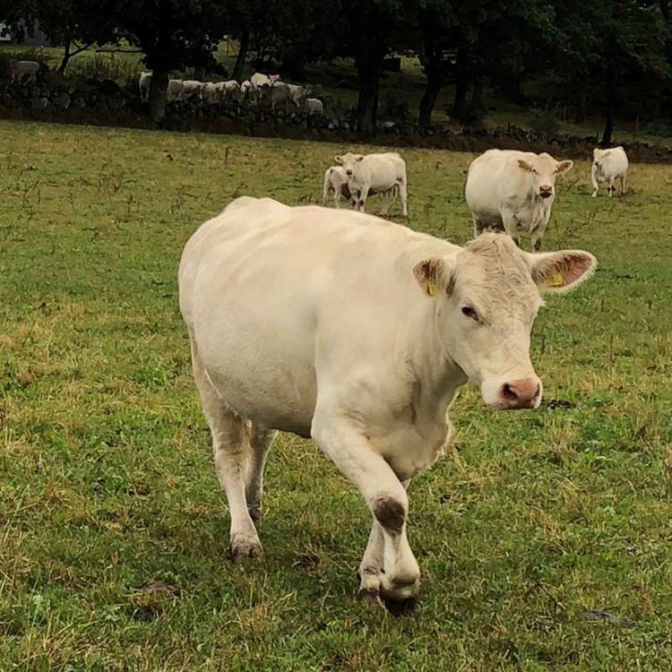 cover art for KSLA-podden 15: Därför behöver antibiotikaresistensen minska