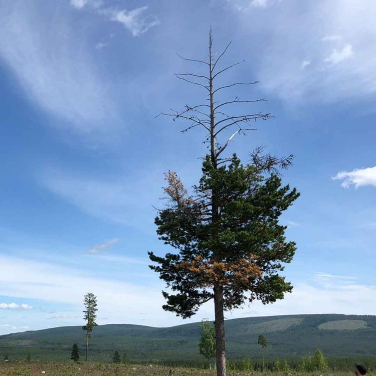 cover art for KSLA-podden 16: Multiskadad ungskog