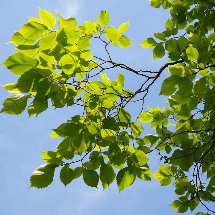 cover art for KSLA-podden 18: Vad kan vi lära av almsjukan?