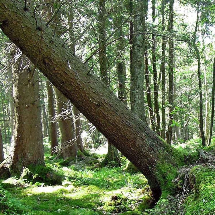 cover art for KSLA-podden 19: Möjligheter och begränsningar med fjärranalys för kartering av skogsskador, del 1