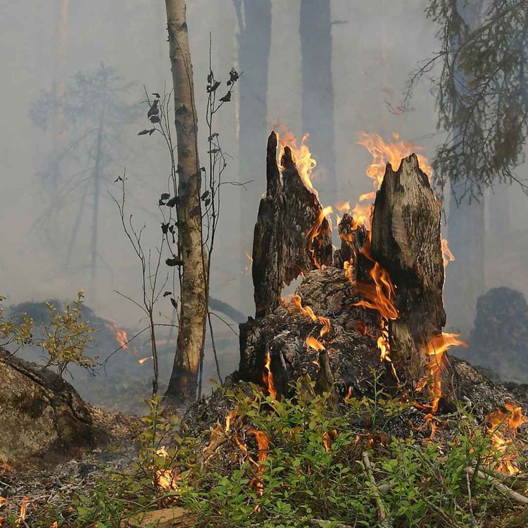 cover art for Fjärranalys och framtiden för kartering av skogsskador