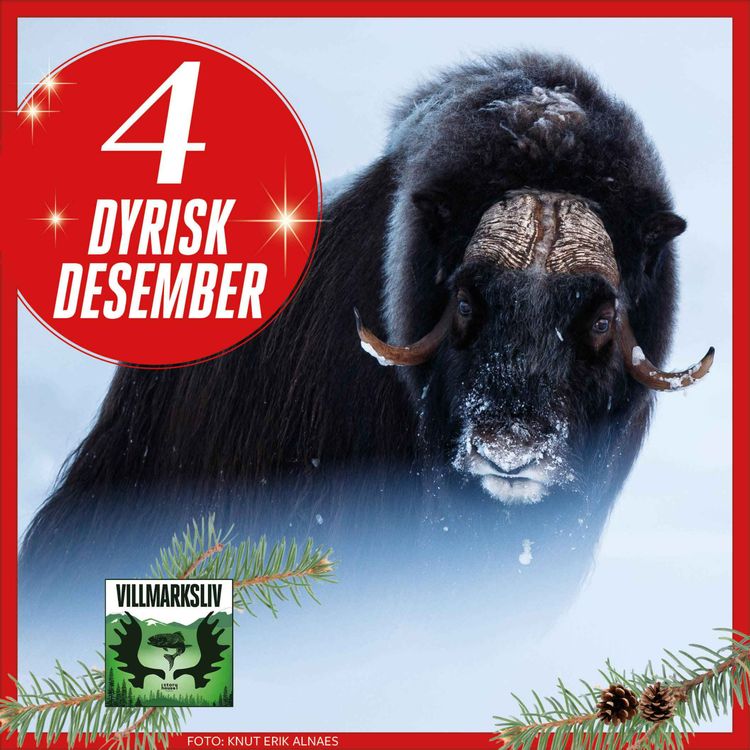 cover art for Dyrisk Desember 4: Moskus – urokse med kort lunte