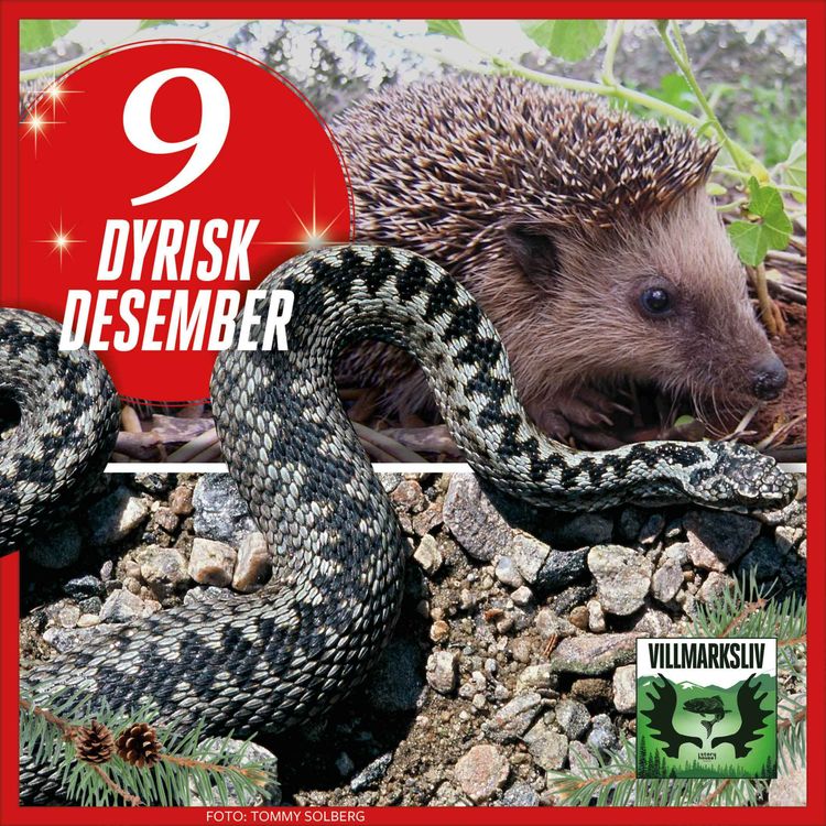 cover art for Dyrisk Desember 9: Piggsvinet - fryktløs og søt