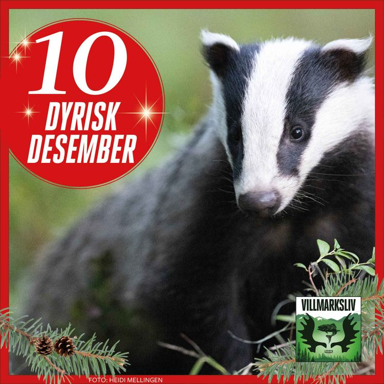cover art for Dyrisk Desember 10: Grevling - nærsynt og misforstått