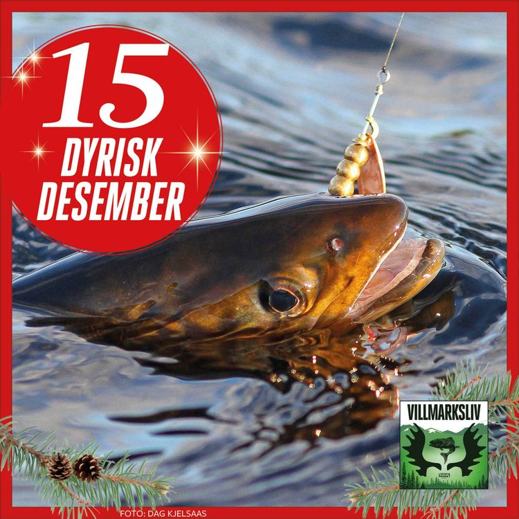 cover art for Dyrisk Desember 15: Ørret - en fransk innvandrer