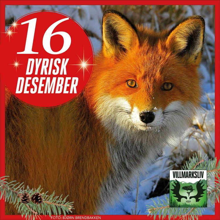 cover art for Dyrisk Desember 16: Rev – en altetende kameleon