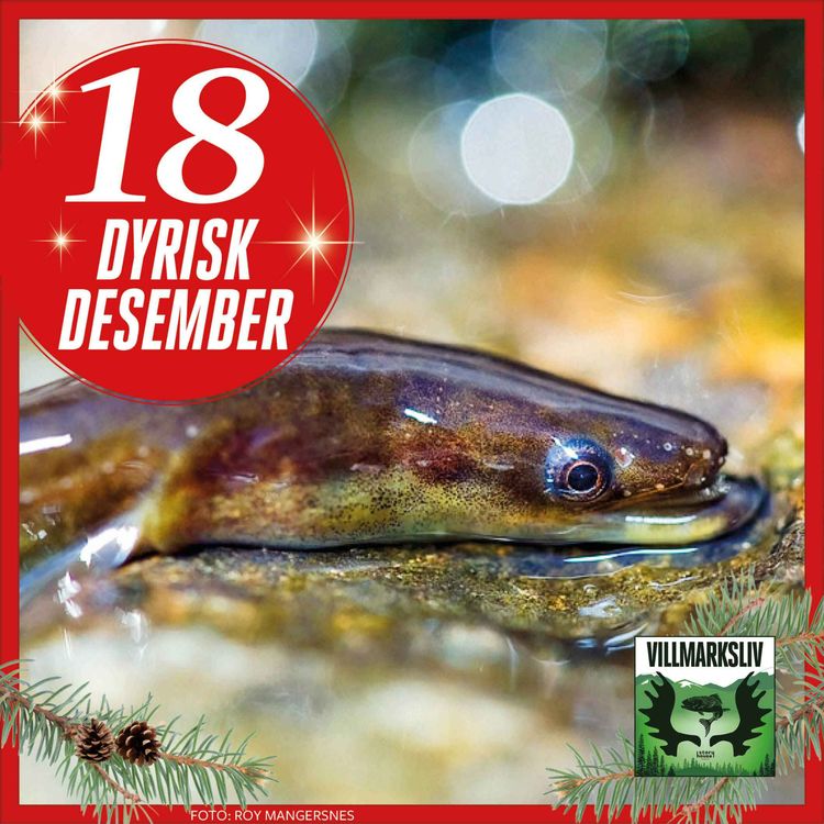 cover art for Dyrisk Desember 18: Ål – hemmelighetsfull sleiping