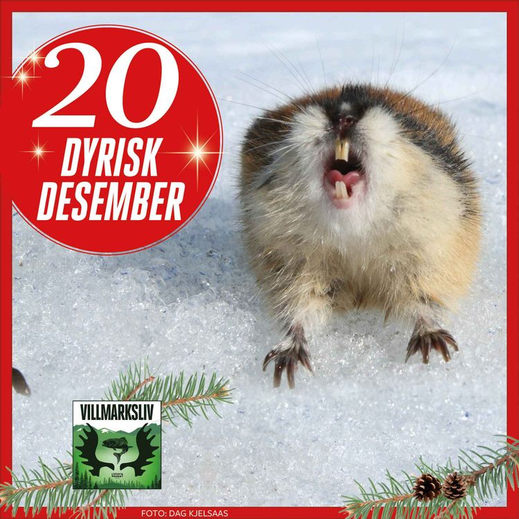 cover art for Dyrisk Desember 20: Lemen - myteomspunnet hissigpropp