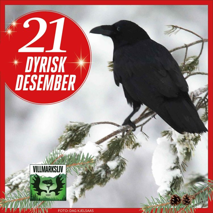 cover art for Dyrisk Desember 21: Ravn – fugleverdenens Einstein