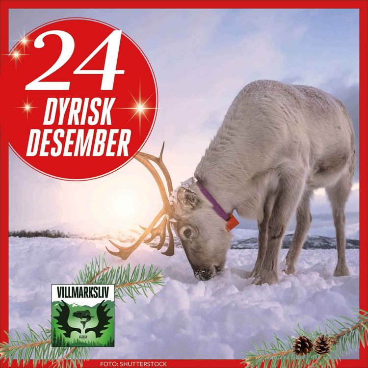 cover art for Dyrisk Desember 24: Villrein - fjellets nomade