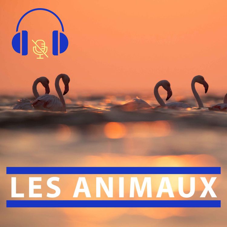 cover art for Les Animaux - S02E05