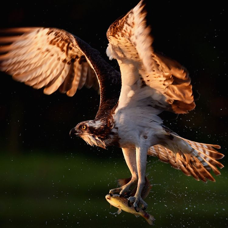 cover art for Aldeburgh festival celebrates bird song
