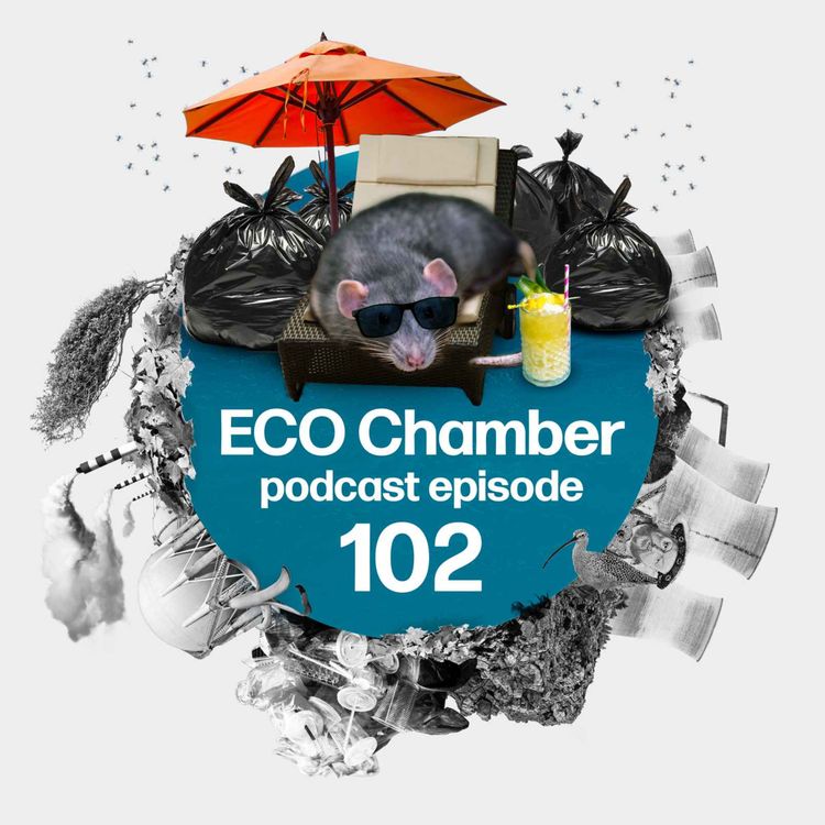 cover art for Rat summer, fresh PFAS revelations PLUS Labour's planning revolution