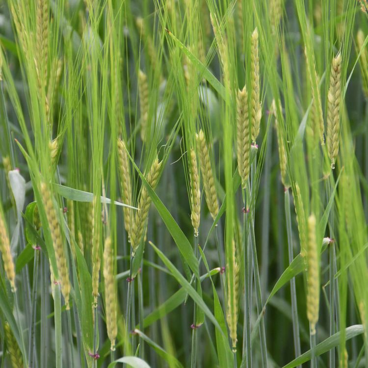 cover art for Episode 3 - another copy