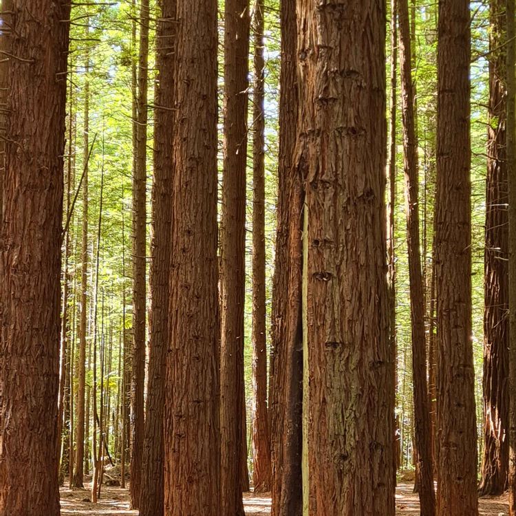 cover art for Stripped from a video file