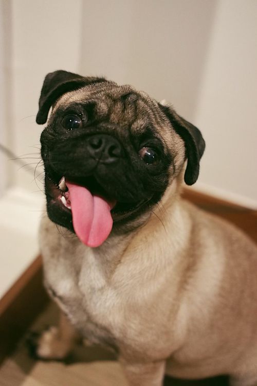 cover art for 9: Top 4 reasons Dogs are the BEST (for your heart and mind)