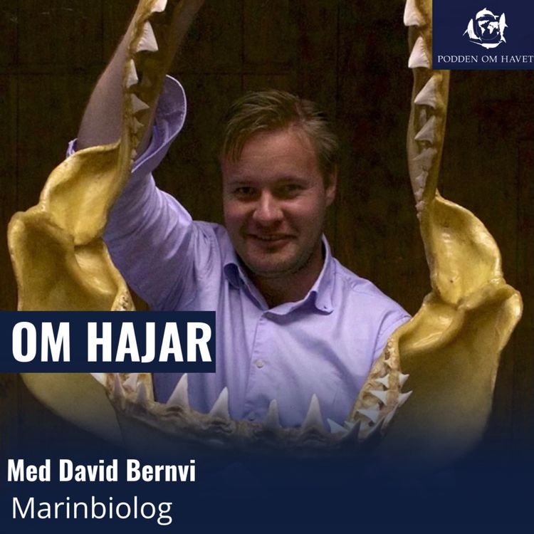 cover art for Om hajar i Sverige och vithajar i Sydafrika