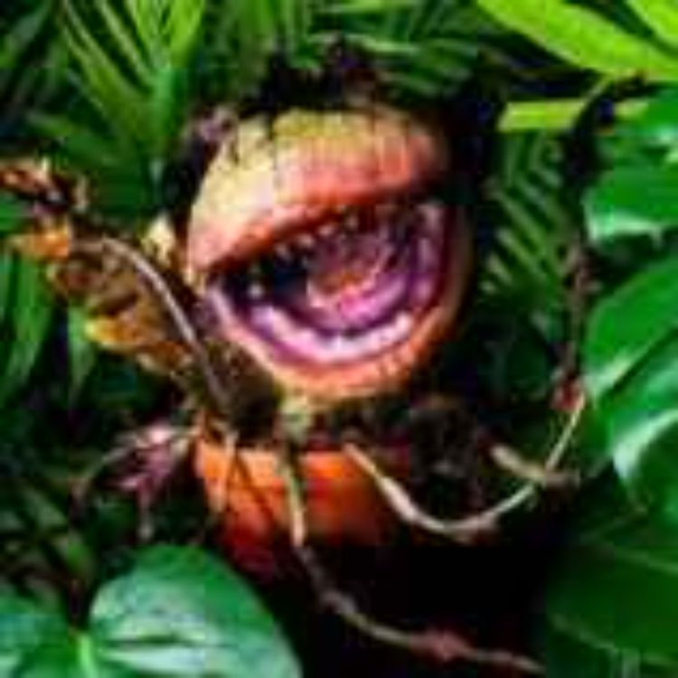 cover art for asddsaf