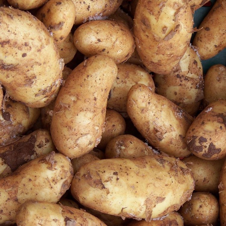 cover art for Was Ireland Overpopulated in 1845? | The Great Famine III