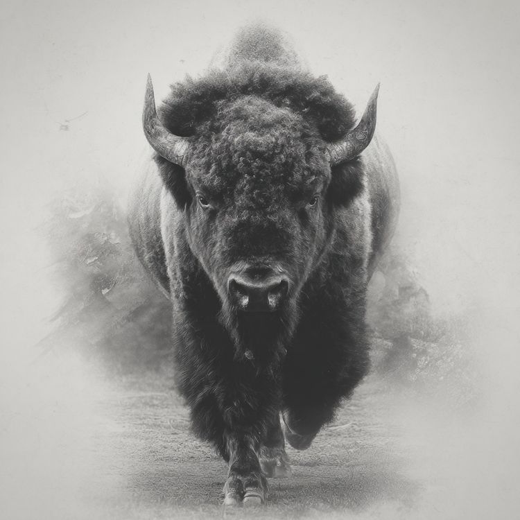 cover art for Bison