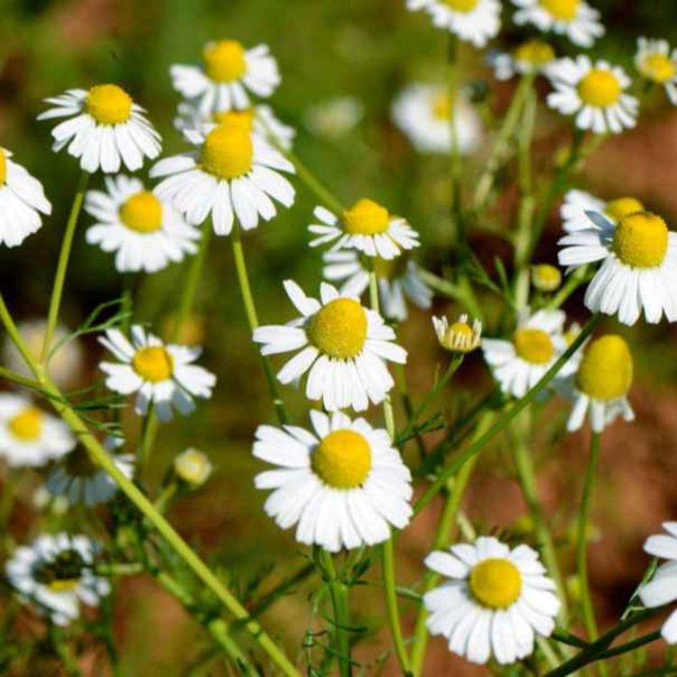 cover art for Petit cours d'économie paysanne