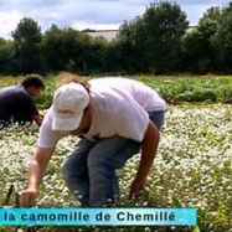 cover art for Revenons aux origines