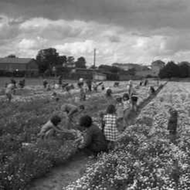 cover art for Conseils pour produire de la camomille