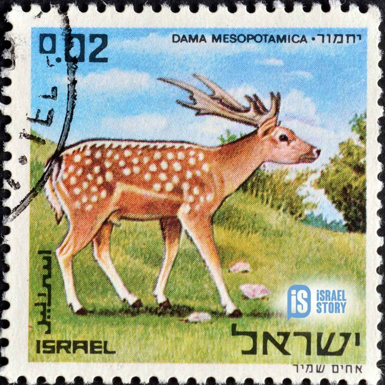 cover art for 166: Frankly, My Deer