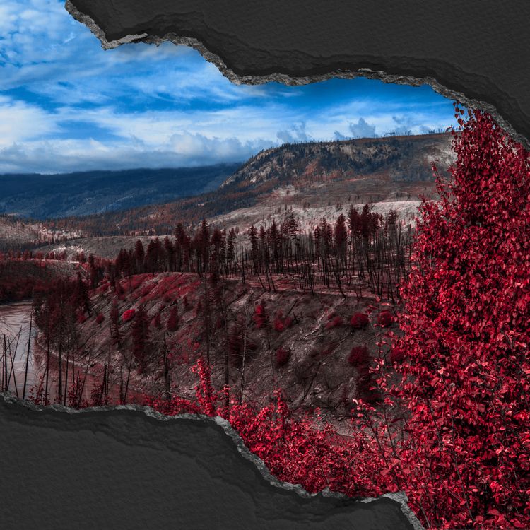 cover art for The Johnson-Bentley Family Murders