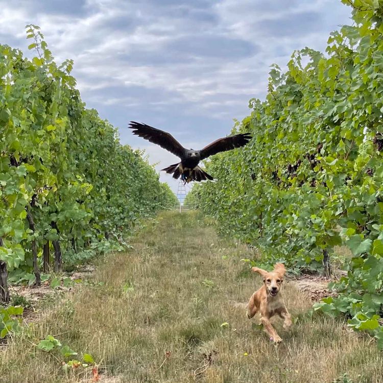 cover art for Rent a Falcon, Save Your Vineyard! The New Airborne Security Guards