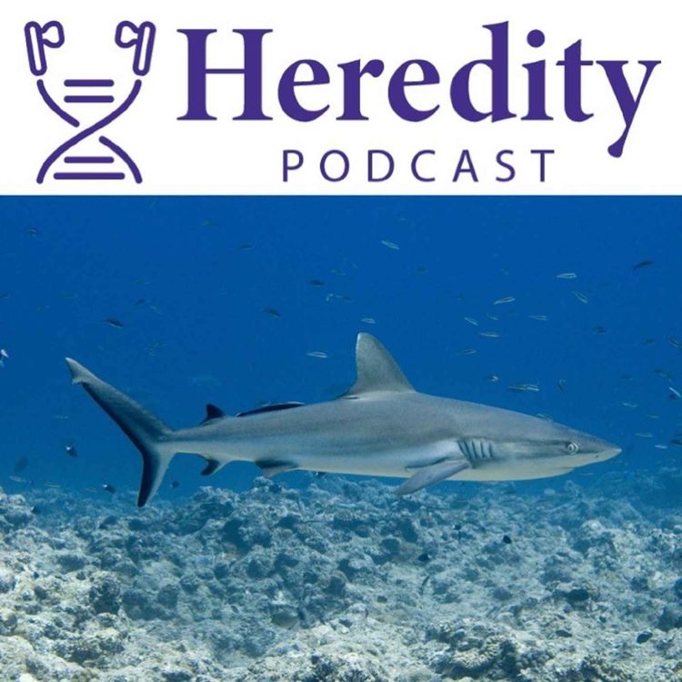 cover art for Grey reef shark demographics