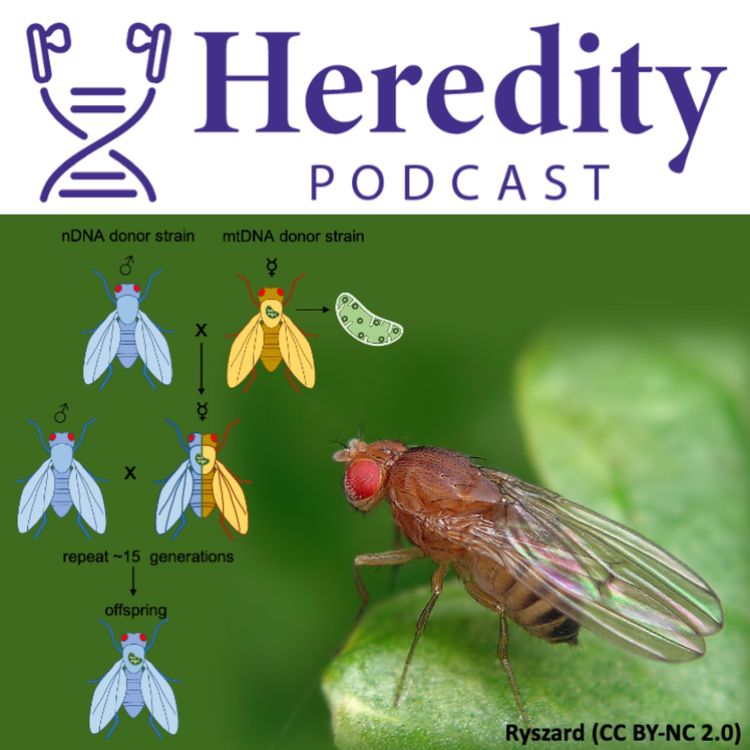 cover art for Activity, sleep, and mitochondrial variation