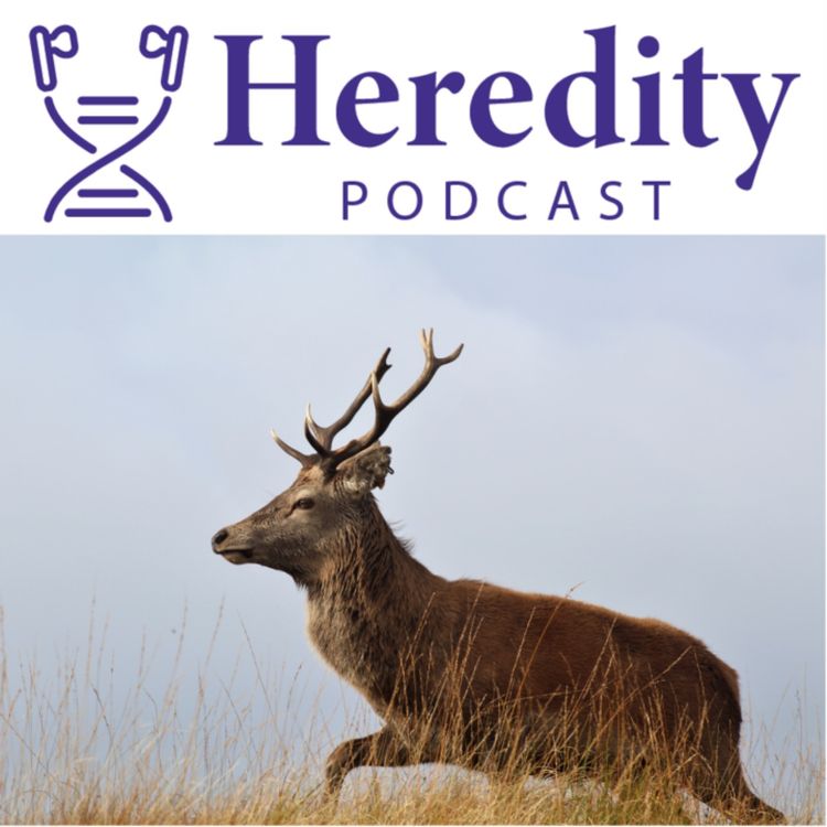 cover art for Runs of homozygosity in Rum Red Deer