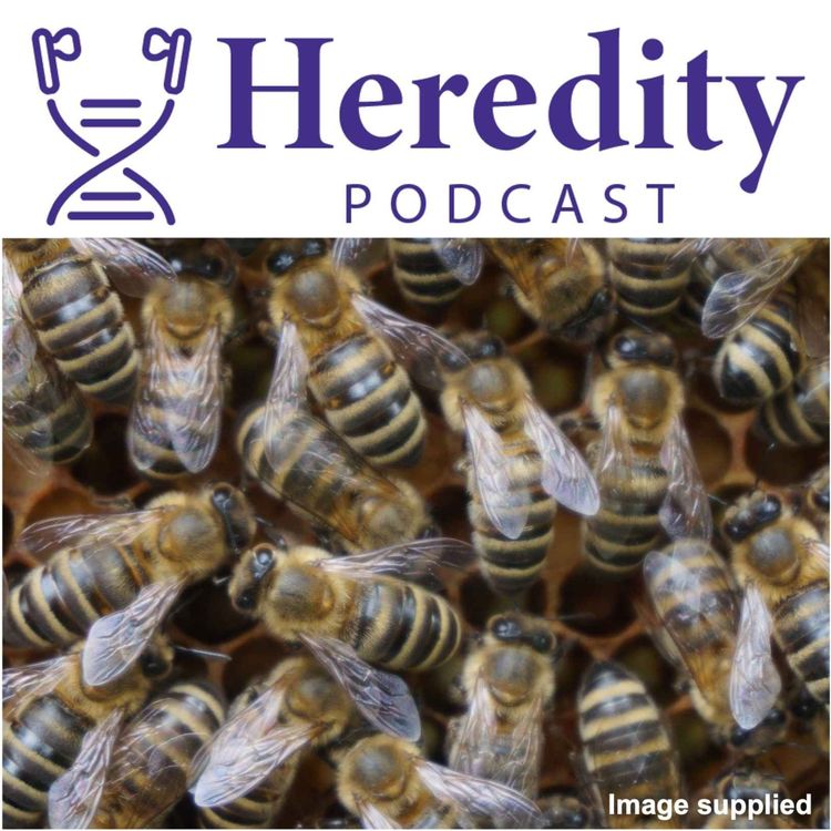 cover art for Genomic prediction in Honey Bees