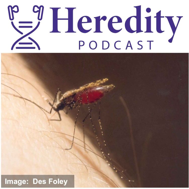 cover art for Mosquito population structure and gene-drives