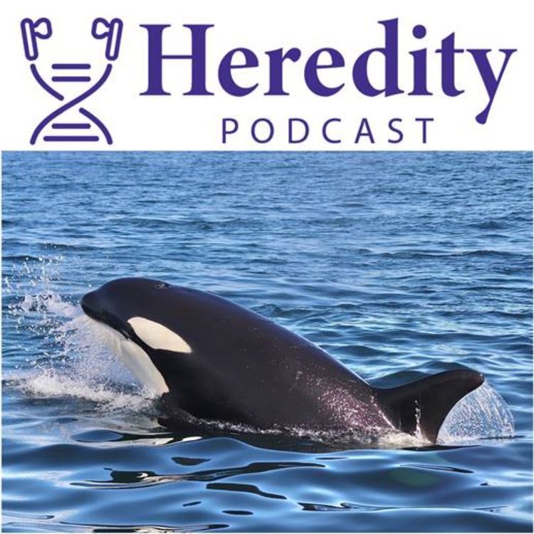 cover art for Population dynamics of Atlantic orcas