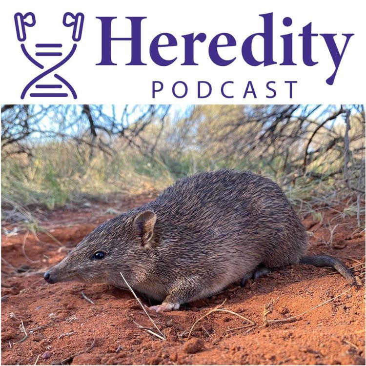cover art for Golden bandicoot and Australian conservation genomics