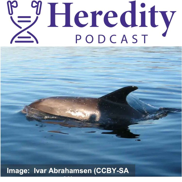 cover art for White-beaked dolphin conservation genetics