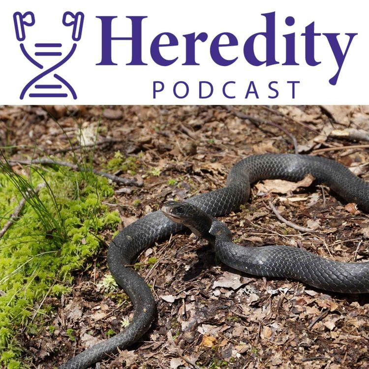 cover art for Where, what and how? Phylogeography of American snakes